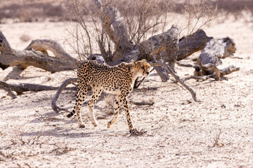 Cheetah at kgalagadi national park