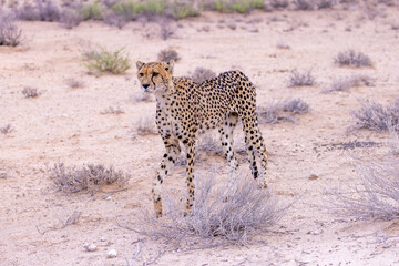 Cheetah at kgalagadi national park