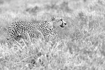 Cheetah in kruger national park