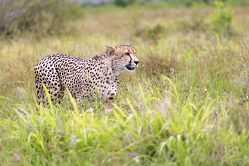 Cheetah in kruger national park