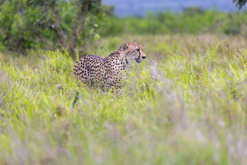 Cheetah in kruger national park