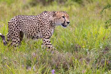 Cheetah in kruger national park