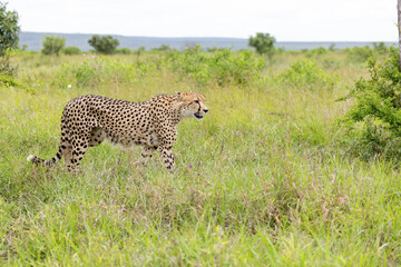 Cheetah in kruger national park