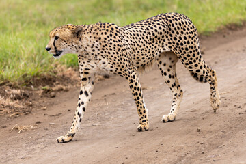 Cheetah in kruger national park