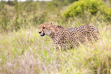 Cheetah in kruger national park