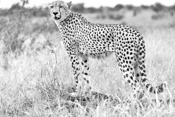 Cheetah in kruger national park