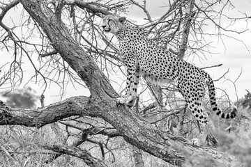 Cheetah in kruger national park