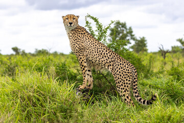 Cheetah in kruger national park