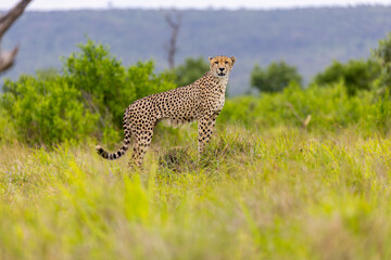 Cheetah in kruger national park