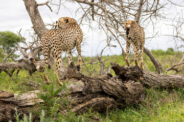 Cheetah in kruger national park