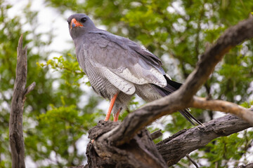 goshawk at karoo national park