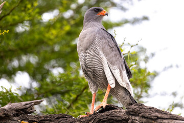 goshawk at karoo national park