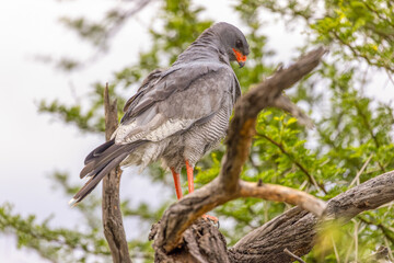 goshawk at karoo national park