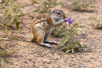 Ground squirrel at karoo national park