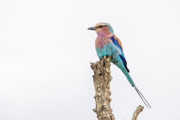 Lilac-breasted roller in kruger national park