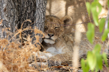 Lion at Etosha National Park, Namibia