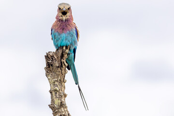 Lilac-breasted roller in kruger national park