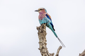 Lilac-breasted roller in kruger national park