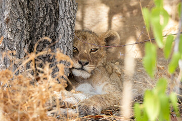 Lion at Etosha National Park, Namibia