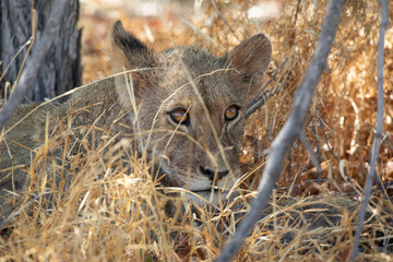 Lion at Etosha National Park, Namibia