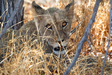Lion at Etosha National Park, Namibia