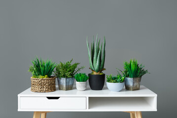 Different house plants in pots on white table at grey background. Greenery home decoration concept