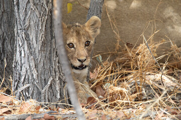 Lion at Etosha National Park, Namibia