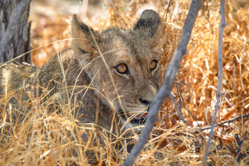 Lion at Etosha National Park, Namibia
