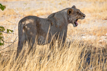 Lion at Etosha National Park, Namibia