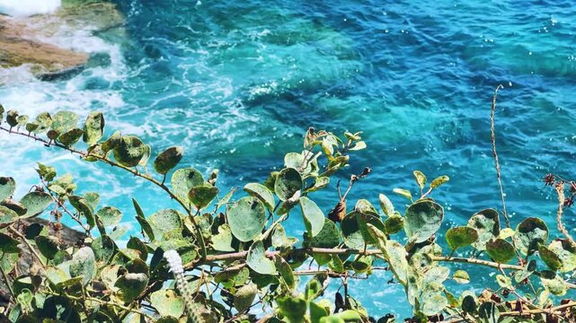 Capers in the sun on the Mediterranean coast in Gazipasa. Flowering capers on a hill by the sea near Alanya. The fruits of a thorny shrub called the caper bush. T&uuml;rkiye. 4К