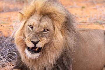 Lion in Kgalagadi National Park