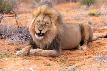 Lion in Kgalagadi National Park