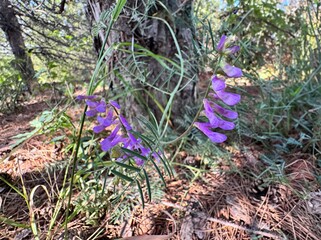 Vicia cracca, also known as tufted vetch, blooming with delicate purple flowers in a forest...
