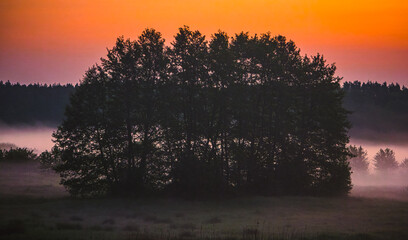 Misty sunrise in a forest clearing – silhouette of trees in morning fog


