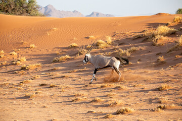 Oryx in the Namib Naukluft National Park, Namibia