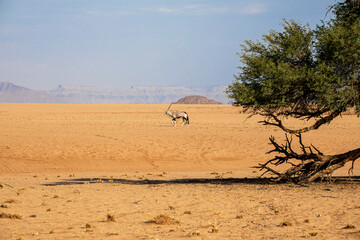 Oryx in the Namib Naukluft National Park, Namibia
