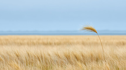 Fototapeta premium serene wheat field bathed in soft light focusing on single golden ear of wheat swaying gently