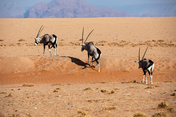 Oryxes in the Namib Naukluft National Park, Namibia
