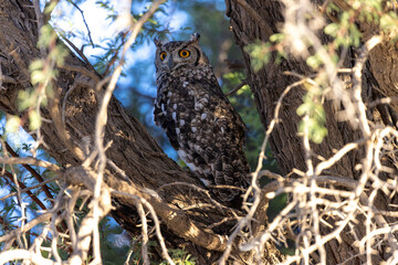 owl at the kgalagadi national park