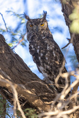 owl at the kgalagadi national park