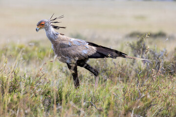 Secretary bird at mokala national park