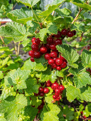 Fresh Red Currants on Vibrant Green Vines