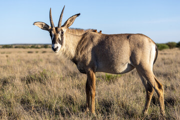 Roan antelope at mokolo national park