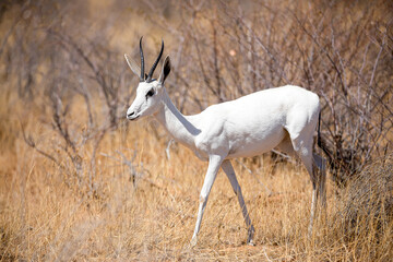 Very rare albino springbok, Etosha National Park, namibia.