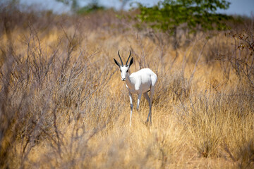 Very rare albino springbok, Etosha National Park, namibia.