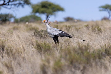 Secretary bird at mokolo national park