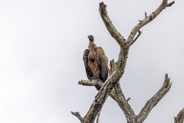 Vulture in the kruger national park