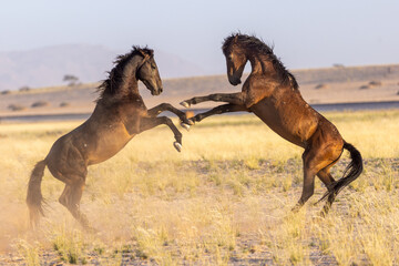 Wild horses of Namibia