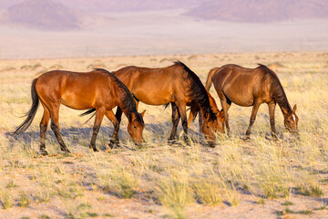 Wild horses of Namibia
