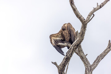 Vulture in the kruger national park